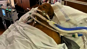 "Mark Coleman Hospitalized After Rescuing Parents from Fire"